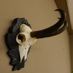 Gamsgeweih Gams Gems Geweih auf geschnitztem Trophäenschild SL 21,5 cm 47.221