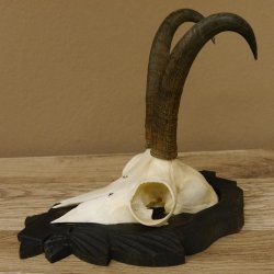 Gamsgeweih Gams Gems Geweih auf geschnitztem Trophäenschild SL 21,5 cm 47.221