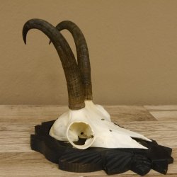 Gamsgeweih Gams Gems Geweih auf geschnitztem Trophäenschild SL 21,5 cm 47.221