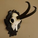 Gamsgeweih Gams Gems Geweih auf geschnitztem Trophäenschild SL 19,6 cm 47.223