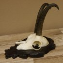 Gamsgeweih Gams Gems Geweih auf geschnitztem Trophäenschild SL 19,6 cm 47.223