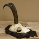 Gamsgeweih Gams Gems Geweih auf geschnitztem Trophäenschild SL 19,6 cm 47.223