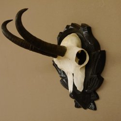 Gamsgeweih Gams Gems Geweih auf geschnitztem Trophäenschild SL 19,6 cm 47.223