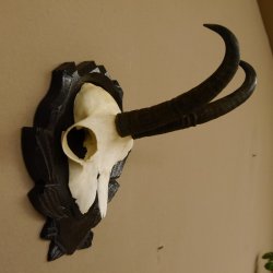 Gamsgeweih Gams Gems Geweih auf geschnitztem Trophäenschild SL 19,6 cm 47.223