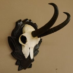 Gamsgeweih Gams Gems Geweih auf geschnitztem Trophäenschild SL 19,6 cm 47.223