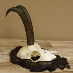 Gamsgeweih Gams Gems Geweih auf geschnitztem Trophäenschild SL 19,6 cm 47.223