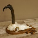 Gamsgeweih Gams Gems Geweih auf geschnitztem Trophäenschild SL 21,3 cm 47.225