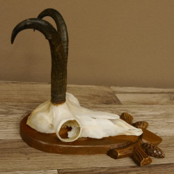 Gamsgeweih Gams Gems Geweih auf geschnitztem Trophäenschild SL 21,3 cm 47.225