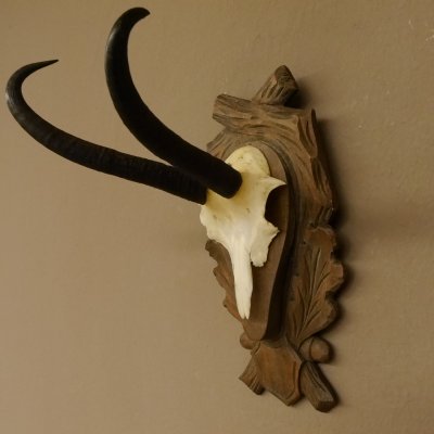 Gamsgeweih Gams Gems Geiß Geweih auf geschnitztem Trophäenschild SL 23,4 cm 47.228