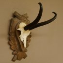 Gamsgeweih Gams Gems Geiß Geweih auf geschnitztem Trophäenschild SL 23,4 cm 47.228