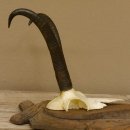 Gamsgeweih Gams Gems Geiß Geweih auf geschnitztem Trophäenschild SL 23,4 cm 47.228
