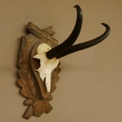Gamsgeweih Gams Gems Geiß Geweih auf geschnitztem Trophäenschild SL 23,4 cm 47.228