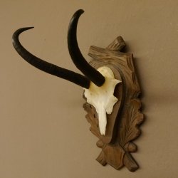 Gamsgeweih Gams Gems Geiß Geweih auf geschnitztem Trophäenschild SL 23,4 cm 47.228