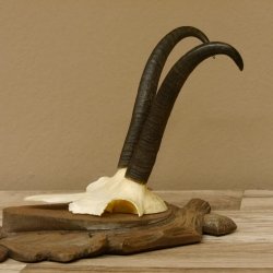 Gamsgeweih Gams Gems Geiß Geweih auf geschnitztem Trophäenschild SL 23,4 cm 47.228