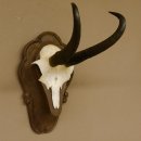 Gamsgeweih Gams Gems Geiß Geweih auf geschnitztem Trophäenschild SL 21,7 cm 47.229