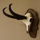 Gamsgeweih Gams Gems Geiß Geweih auf geschnitztem Trophäenschild SL 21,7 cm 47.229