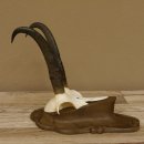 Gamsgeweih Gams Gems Geiß Geweih auf geschnitztem Trophäenschild SL 21,7 cm 47.229