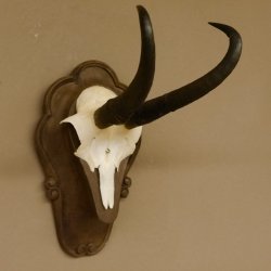 Gamsgeweih Gams Gems Geiß Geweih auf geschnitztem Trophäenschild SL 21,7 cm 47.229