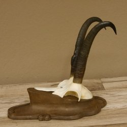 Gamsgeweih Gams Gems Geiß Geweih auf geschnitztem Trophäenschild SL 21,7 cm 47.229