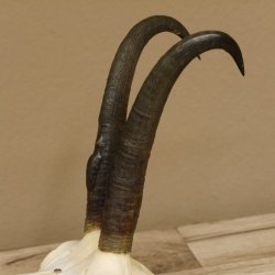Gamsgeweih Gams Gems Geiß Geweih auf geschnitztem Trophäenschild SL 21,7 cm 47.229