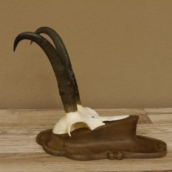Gamsgeweih Gams Gems Geiß Geweih auf geschnitztem Trophäenschild SL 21,7 cm 47.229