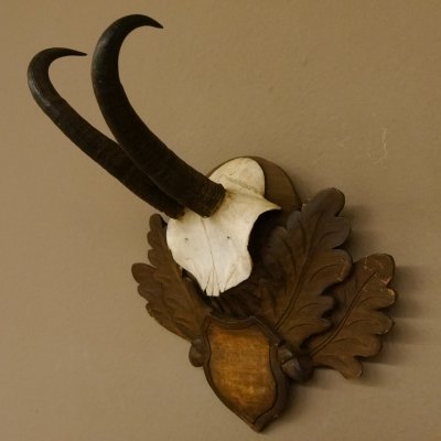 Gamsgeweih Gams Gems Geiß Geweih auf geschnitztem Trophäenschild SL 18,7 cm 47.231