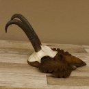 Gamsgeweih Gams Gems Geiß Geweih auf geschnitztem Trophäenschild SL 18,7 cm 47.231