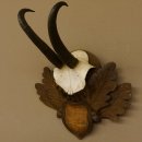 Gamsgeweih Gams Gems Geiß Geweih auf geschnitztem Trophäenschild SL 18,7 cm 47.231