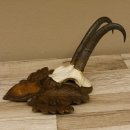 Gamsgeweih Gams Gems Geiß Geweih auf geschnitztem Trophäenschild SL 18,7 cm 47.231