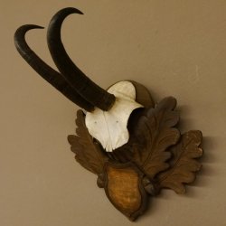 Gamsgeweih Gams Gems Geiß Geweih auf geschnitztem Trophäenschild SL 18,7 cm 47.231