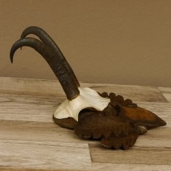 Gamsgeweih Gams Gems Geiß Geweih auf geschnitztem Trophäenschild SL 18,7 cm 47.231