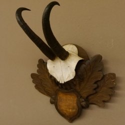 Gamsgeweih Gams Gems Geiß Geweih auf geschnitztem Trophäenschild SL 18,7 cm 47.231