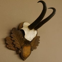 Gamsgeweih Gams Gems Geiß Geweih auf geschnitztem Trophäenschild SL 18,7 cm 47.231