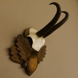 Gamsgeweih Gams Gems Geiß Geweih auf geschnitztem Trophäenschild SL 18,7 cm 47.231
