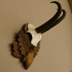 Gamsgeweih Gams Gems Geiß Geweih auf geschnitztem Trophäenschild SL 18,7 cm 47.231