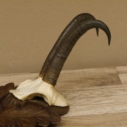 Gamsgeweih Gams Gems Geiß Geweih auf geschnitztem Trophäenschild SL 18,7 cm 47.231