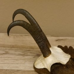 Gamsgeweih Gams Gems Geiß Geweih auf geschnitztem Trophäenschild SL 18,7 cm 47.231