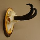 Gamsgeweih Gams Gems Bock Geweih auf Akazie Schild SL 22...