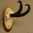 Gamsgeweih Gams Gems Bock Geweih auf Akazie Schild SL 22...