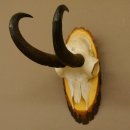 Gamsgeweih Gams Gems Bock Geweih auf Akazie Schild SL 22 cm 47.232
