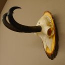 Gamsgeweih Gams Gems Bock Geweih auf Akazie Schild SL 22 cm 47.232