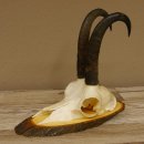 Gamsgeweih Gams Gems Bock Geweih auf Akazie Schild SL 22 cm 47.232