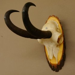 Gamsgeweih Gams Gems Bock Geweih auf Akazie Schild SL 22 cm 47.232