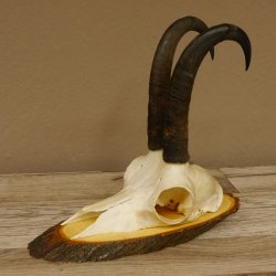 Gamsgeweih Gams Gems Bock Geweih auf Akazie Schild SL 22 cm 47.232