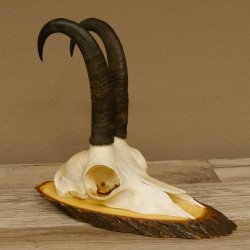 Gamsgeweih Gams Gems Bock Geweih auf Akazie Schild SL 22 cm 47.232