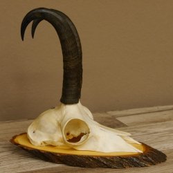 Gamsgeweih Gams Gems Bock Geweih auf Akazie Schild SL 22 cm 47.232