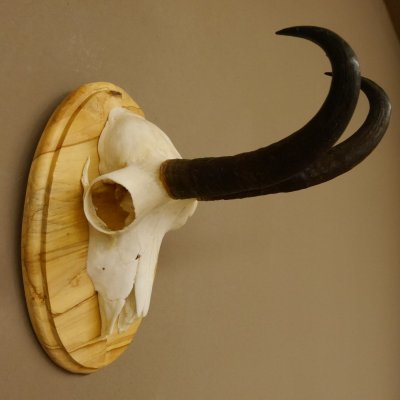 Gamsgeweih Gams Bock Gems Geweih auf Trophäenschild SL 22,3 cm 47.234