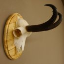 Gamsgeweih Gams Bock Gems Geweih auf Trophäenschild...