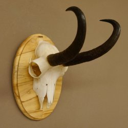 Gamsgeweih Gams Bock Gems Geweih auf Trophäenschild SL 22,3 cm 47.234