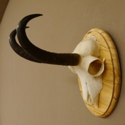 Gamsgeweih Gams Bock Gems Geweih auf Trophäenschild SL 22,3 cm 47.234